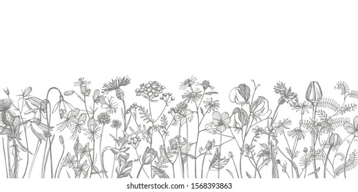 Collection of hand drawn flowers and herbs. Botanical plant illustration. Vintage medicinal herbs sketch set of ink hand drawn medical herbs and plants sketch.