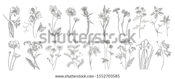 Collection Hand Drawn Flowers Herbs Botanical Stock Vector (Royalty ...