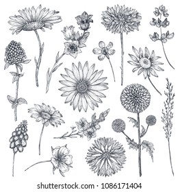 Collection of hand drawn flowers and plants. Monochrome vector illustrations in sketch style