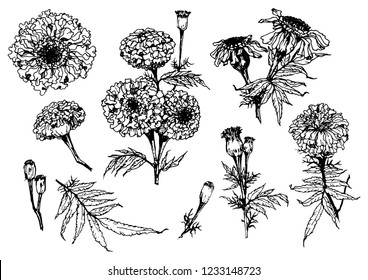 Collection of hand drawn flowers and plants. 