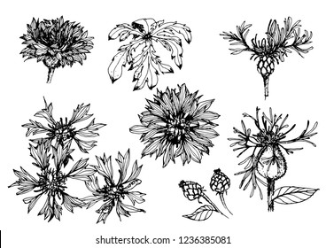 Collection of hand drawn flowers and plants. 