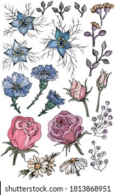 Collection of hand drawn flowers and plants. Vector illustrations.