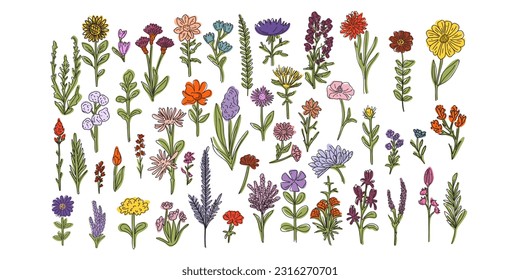 Collection of hand drawn flowers and plants. Vector illustration in flat style