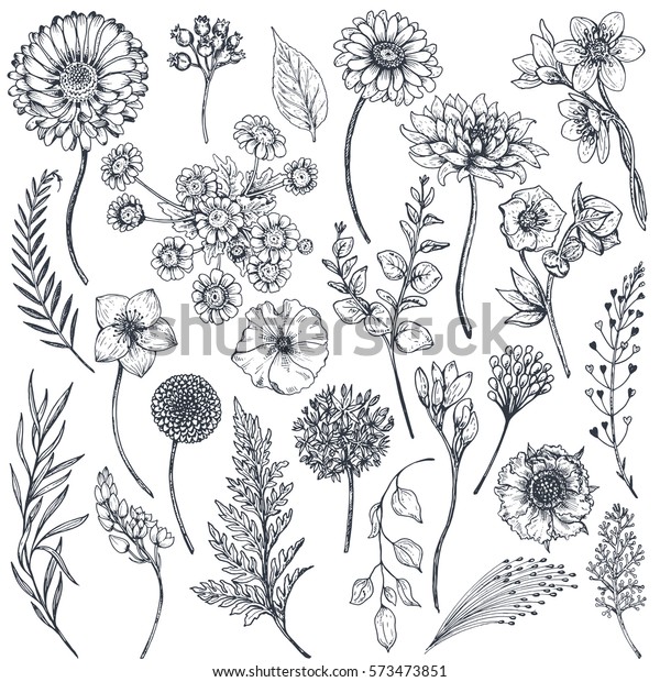 Collection Hand Drawn Flowers Plants Monochrome のベクター画像素材 ロイヤリティフリー