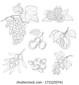 Collection of hand drawn fruits and berries isolated on white background. Vector vintage sketch illustration of food. Collection of farm product restaurant menu, market label. 