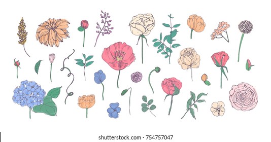 Colección de flores de jardín dibujadas a mano, hojas y brotes aisladas en fondo blanco. Conjunto de hermosas plantas floridas. Decoración florida. Ilustración vectorial botánica vintage.