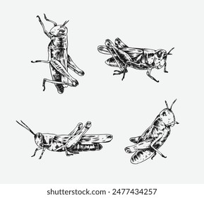 Collection of hand drawn grasshopper sketch engraving. Different pose, action. Isolated background. Vector illustration.