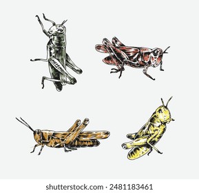 Collection of hand drawn grasshopper sketch engraving. Different pose, action. Isolated background. Vector illustration.