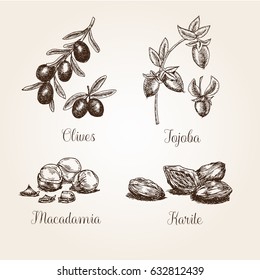 Collection of hand drawn herbs and nuts are also used in cosmetics, aromatherapy and medicine