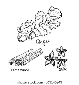 Collection of hand drawn Herbs And Spices. Ginger, cinnamon and anise isolated on white. Vector illustration