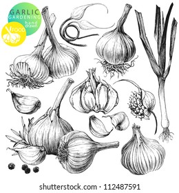 Collection of hand drawn illustrations with garlic's isolated on white background