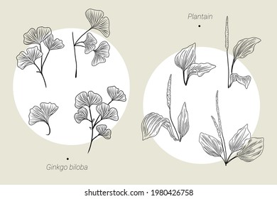 Collection of hand drawn illustrations, ginkgo biloba leaves and branches, plantain leaves, herbal medicine