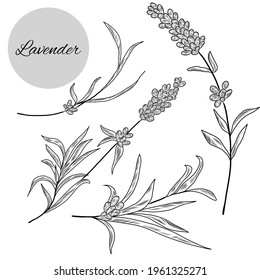 Collection of hand drawn illustrations of levender plant, lavender herb, leaves, flowers, branch