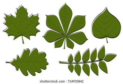 Collection of hand drawn leaves isolated on white background. Vector.