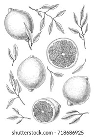 Collection of hand- drawn lemons, leaves and lemon slices on white background. 