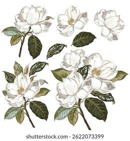 Collection of hand drawn magnolia flower botanical illustration. Watercolor floral illustration. Flower decorative natural elements. Vintage style
