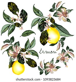 Collection of hand drawn oranges or lemons in vintage style