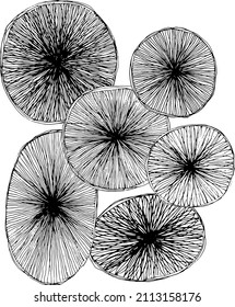 Collection of hand drawn organic circles