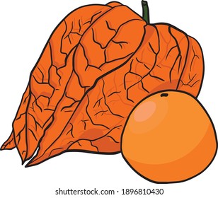 Collection of hand drawn physalis, plant and fruit. Tomatillo. Superfood. Vector hand drawn set illustration.