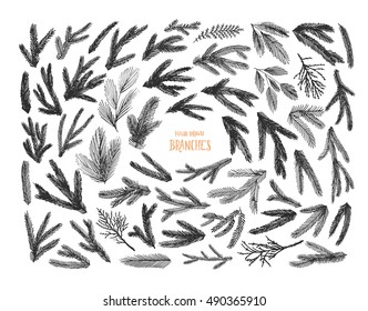 Collection of hand drawn pine and spruce trees branches. Ink illustration.  Black silhouettes isolated on white background. Vector spruce branches. 