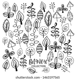 Collection of hand drawn plants. Set of hand drawn vector nature decorative elements for your design.  Leaves and branches. Doodle style. 