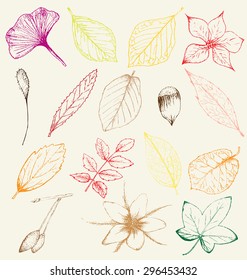 Collection of hand drawn plants spring colors