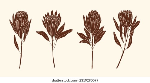 Collection of hand drawn protea flowers