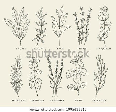 Similar – Image, Stock Photo lavender Lavender Provence
