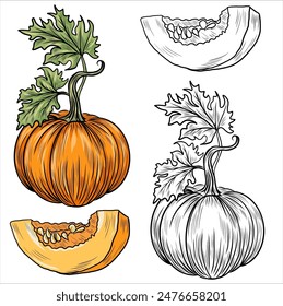 Colección de Ilustraciones vectoriales de calabazas dibujadas a mano. Planta bocetos. Perfecto para recetas, menú, etiqueta, icono, embalaje. Antiguas calabazas contornos. Conjunto botánico