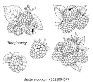 Colección de gráficos de frambuesa dibujados a mano, dibujo de línea botánica, ilustración de arte de línea floral de Vector para logotipo, publicidad, embalaje