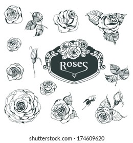 Collection of hand - drawn roses for your design