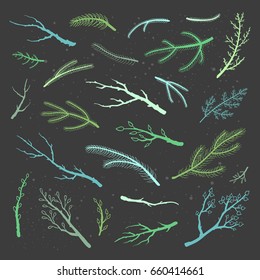 Collection of hand drawn rustic twigs and coniferous branches isolated on the blackboard.