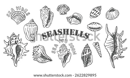 Collection of hand drawn seashells and marine elements in black and white line art style