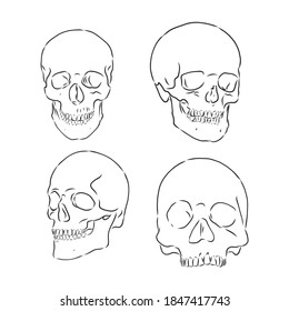 Collection Of Hand Drawn Skulls In Monochrome. Vector Skulls Illustrations, human skull vector sketch illustration