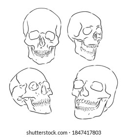 Collection Of Hand Drawn Skulls In Monochrome. Vector Skulls Illustrations, human skull vector sketch illustration