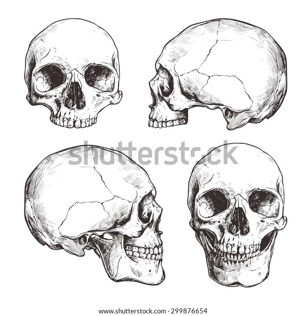 Collection Of Hand Drawn Skulls In\
Monochrome. Vector Skulls\
Illustrations