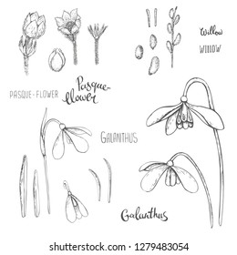 Collection of hand drawn spring flowers and plants. Monochrome vector illustrations in sketch style.