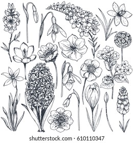 Collection of hand drawn spring flowers and plants. Monochrome vector illustrations in sketch style