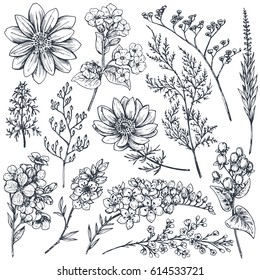 Collection of hand drawn spring flowers and plants. Monochrome vector illustrations in sketch style.