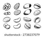 Collection of Hand Drawn Style Nuts Isolated White Background food healthy