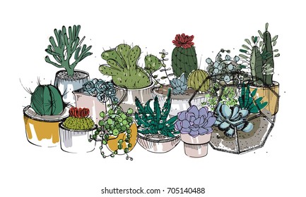 Collection of hand drawn succulents, cactuses and other desert plants growing in pots and glass vivariums. Natural home decoration. Colored vector illustration