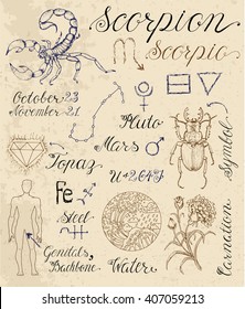 Collection of hand drawn symbols for astrological zodiac sign Scorpion or Scorpio. Line art vector illustration of engraved horoscope set. Doodle drawing and sketch with calligraphic lettering