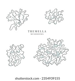 Collection of hand drawn tremella mushrooms