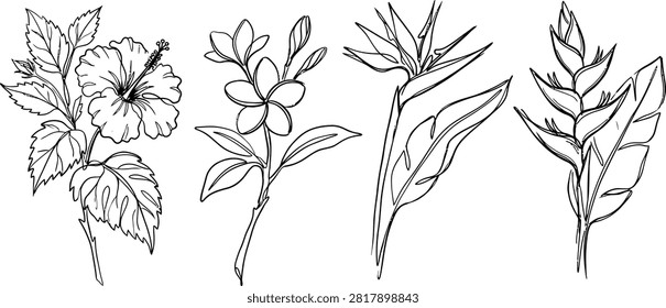 A collection of hand drawn tropical flower sketches including hibiscus plumeria bird of paradise and heliconia in black and white line art style.