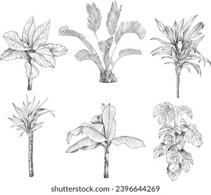 Colección de palmeras tropicales dibujadas a mano y plantas bosquejan ilustraciones vectoriales aisladas en fondo blanco.