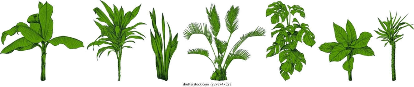 Collection of hand drawn tropical palm trees and plants sketch illustration isolated on white background.