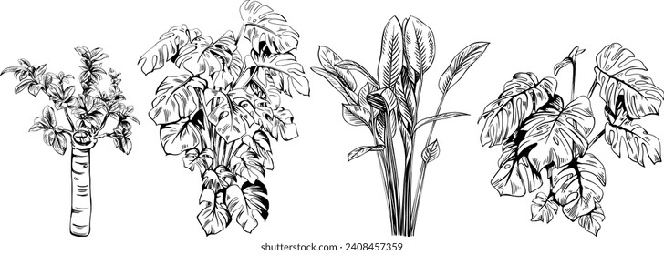 Collection of hand drawn tropical palm trees and plants sketch illustration isolated on white background.