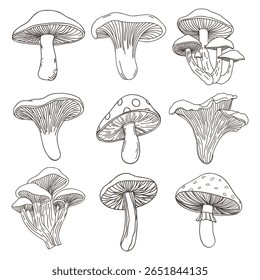 Coleção de vários cogumelos desenhados à mão. Conjunto de ícones de cogumelos. Esboço desenhado à mão.