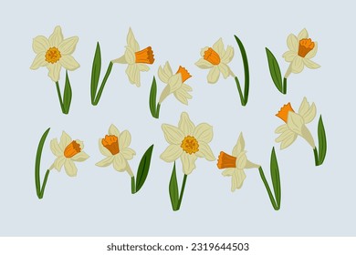 Collection of hand drawn vector daffodils or jonquil with leaves. Flat isolated flowers and leaves with colored outlines. Perfect for stickers, tatoo, pattern, background, wrapping paper