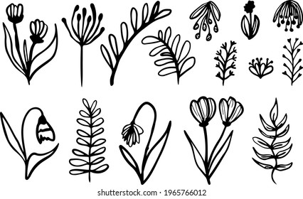 Collection of hand drawn vector plants. Bundle of doodled outlined flowers, leaves and branches.